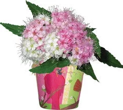 Accent Home & Garden - Sale Flower Pot Cover - Cardinal Chorus Accent