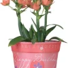 Accent Home & Garden - Sale Flower Pot Cover - Happy Birthday